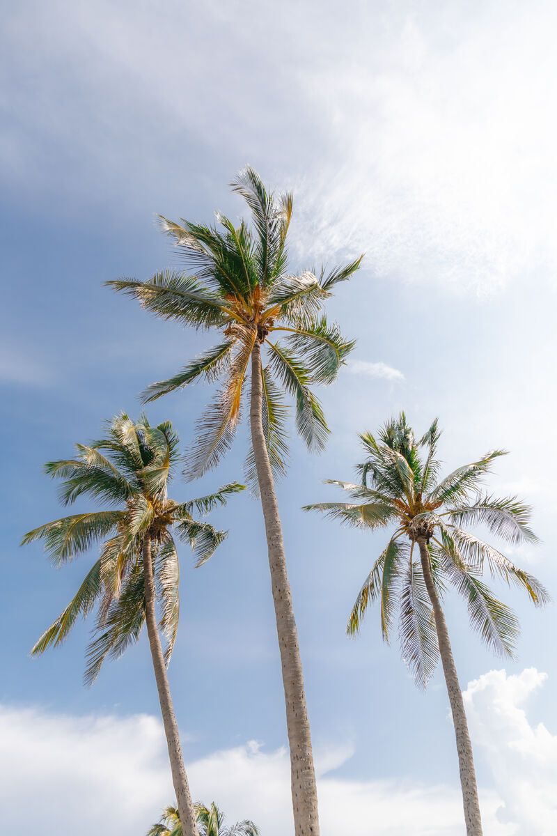 Under the Palms