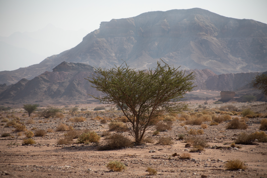 Desert Bloom